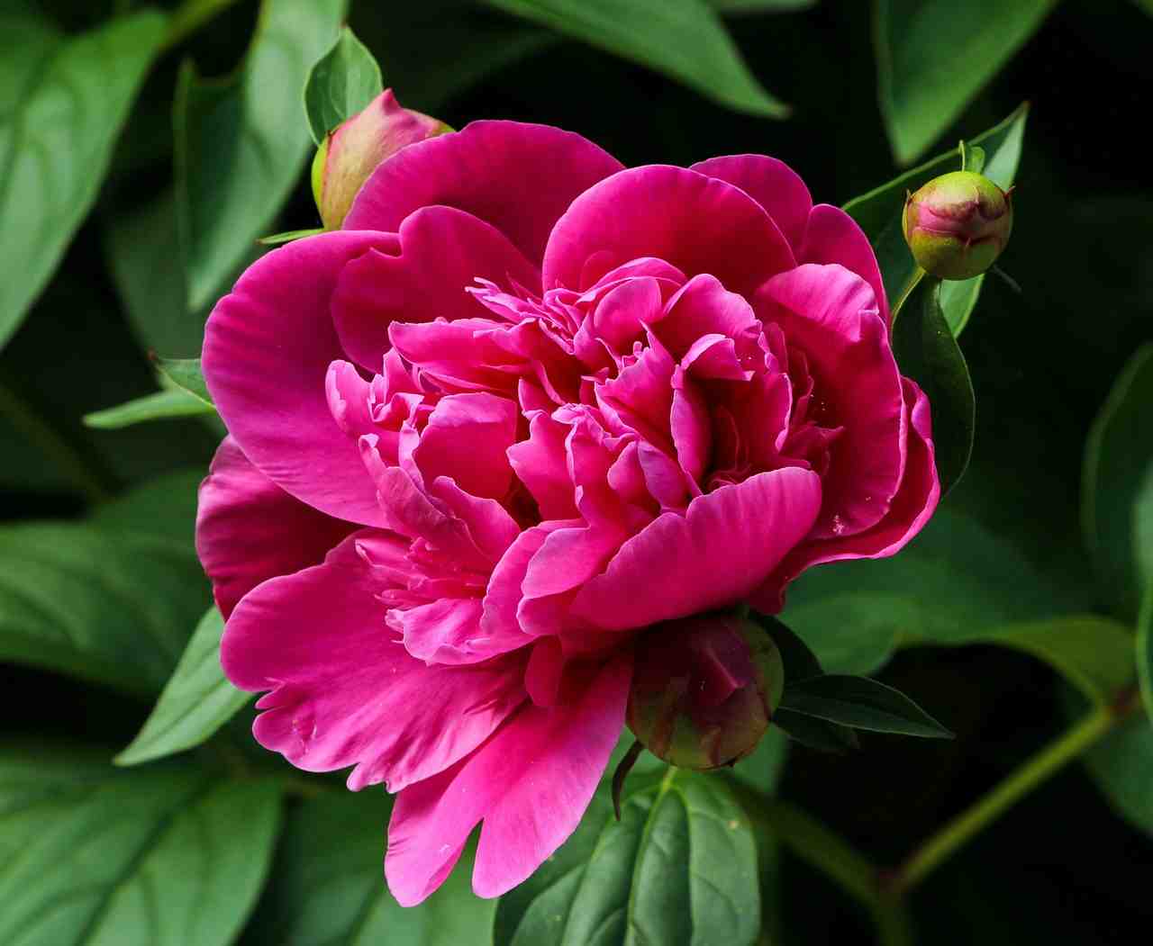 rose pivoine, fleur, fuchsia
